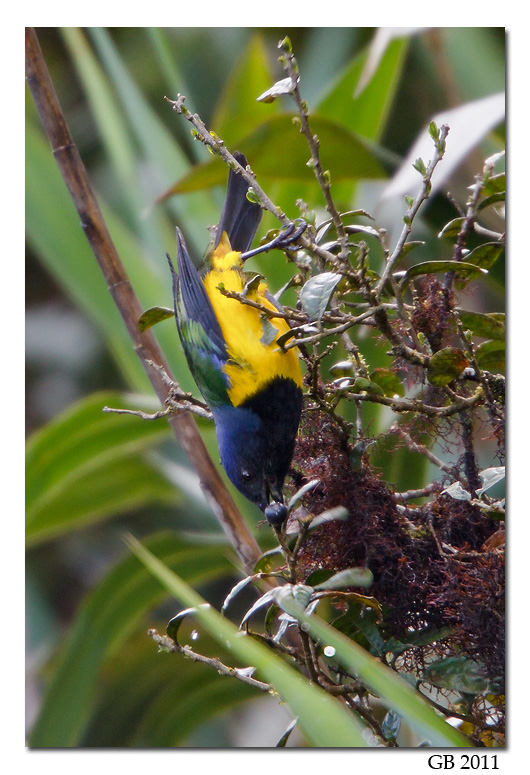 BLACK-CHESTED MOUNTAIN-TANAGER